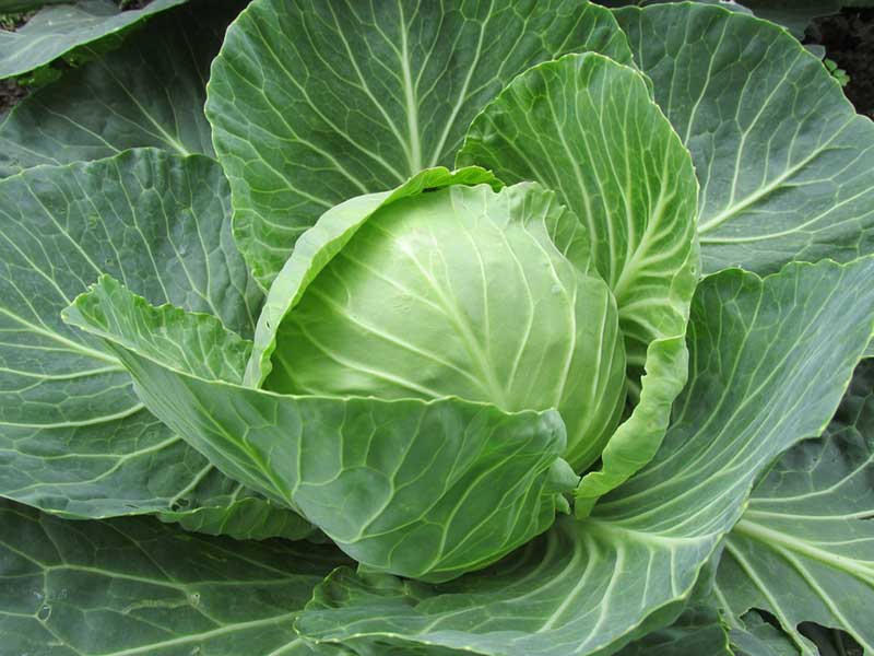Cabbage is an example of crops, a basis for Viking Food